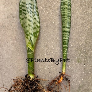 May include: Two snake plant cuttings with visible roots. The leaves are green with horizontal, light green stripes. The cuttings are on a gray concrete surface. The text "@PlantsByPat" is visible.