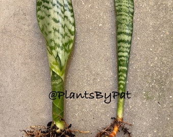 fertilizer for house plants Instant Plant Food (2 Tablet) Indoor & Houseplant Fertilizer