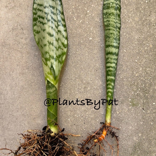 Rooted Snake Plant | Dracaena trifasciata | Sansevieria | Bowstring Hemp | Mother-In-Law's Tongue Starter Plant