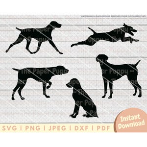 Deutsch Kurzhaar Pointer SVG - PNG, Pdf, Dxf, Schnittdatei für Cutters & mehr - APS Silhouette, sofortiger digitaler Download - Jagdhund Clipart
