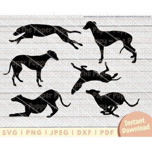 Pacchetto file SVG Greyhound - PNG, PDF, Dxf, file di taglio per taglierine e altro - Download digitale istantaneo della silhouette di Greyhound - Clipart Vector