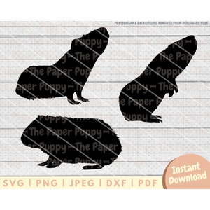 Fichier SVG de cochon d'Inde - PNG, PDF, Dxf, fichier de coupe pour emporte-pièces et plus encore - téléchargement numérique instantané de Silhouette de cochon d'Inde - vecteur Clipart Cavy
