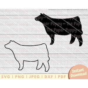 Show Heifer SVG File - PNG, PDF, Dxf, Cut File for Cutters and More - Show Heifer Cow Silhouette Instant Digital Download - Clipart Vector