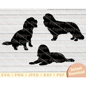 Cavalier Spaniel SVG File - PNG, PDF, Dxf, Cut File for Cutters and More - King Charles Silhouette Instant Digital Download - Clipart Vector