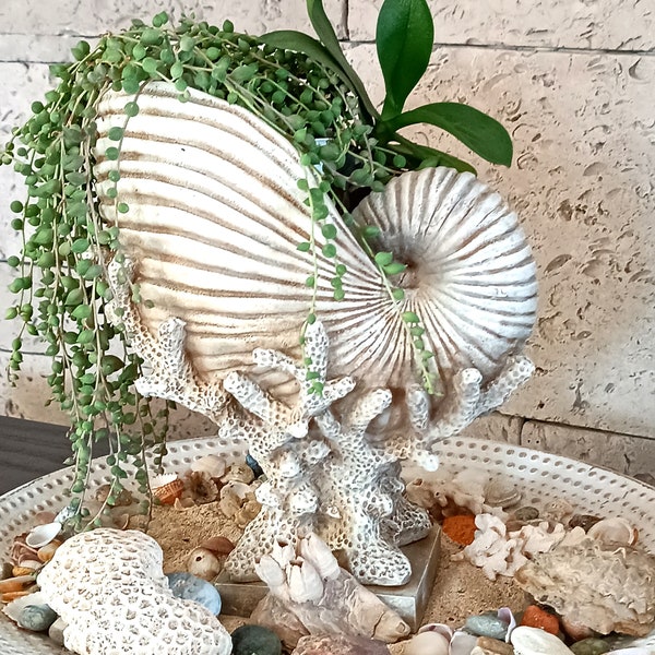 Shell Planter - Etsy