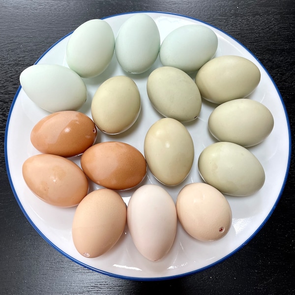 Rainbow Chicken Egg Shells, Clean & Empty, Farm Eggs, Pysanky. Mix of colors.