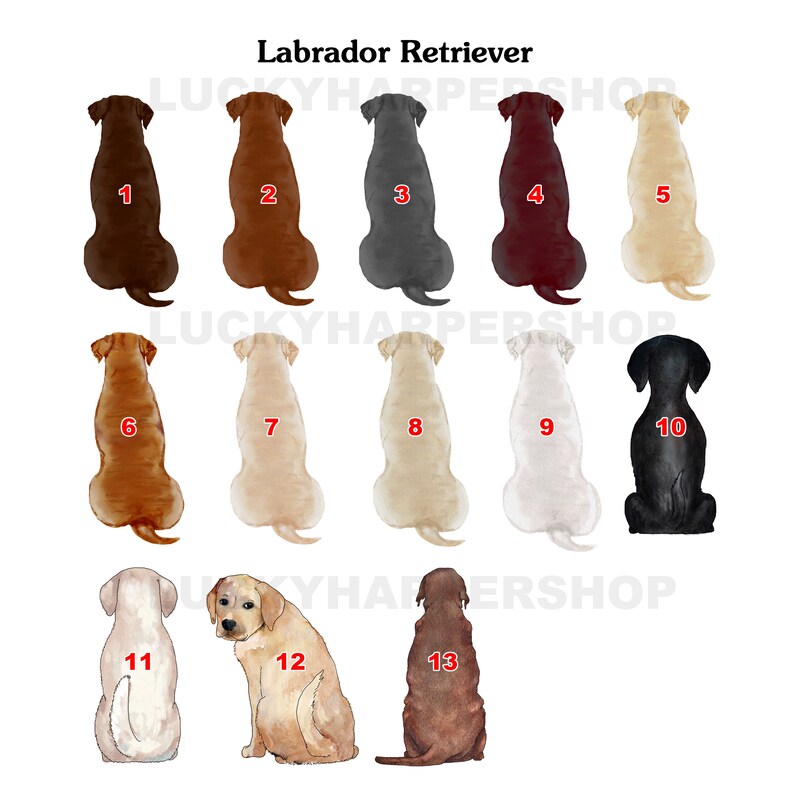 Puede incluir: Ilustraciones de Labrador Retrievers en varios colores, incluyendo marr&oacute;n, negro y amarillo. Cada perro est&aacute; numerado, con el texto "Labrador Retriever" en la parte superior. Las ilustraciones est&aacute;n sobre un fondo blanco.