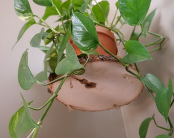 Basswood Slice Plant Hanger