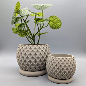 Könnte beinhalten: Zwei dekorative beige Blumentöpfe mit einem sich wiederholenden Tropfenmuster. Ein Topf enthält eine grün-gelbe Blätterpflanze. Die Töpfe stehen auf passenden beigen Untertassen. Der größere Topf hat einen Durchmesser von etwa 20 cm.