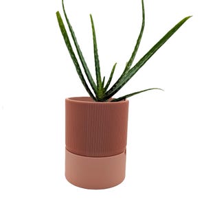 Op de afbeelding: Een aloë vera plant in een pot. De plant heeft lange, groene, stekelige bladeren. De pot heeft twee tinten, met een geribbelde, stoffige roze bovenkant en een effen, lichtere roze basis. De achtergrond is wit.