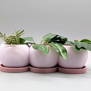 Puede incluir: Tres macetas redondas de color rosa claro y texturizadas con una bandeja a juego, cada una con plantas verdes. Las macetas están conectadas y se asientan sobre una sola bandeja curva. Las plantas tienen varias formas y tamaños de hojas.