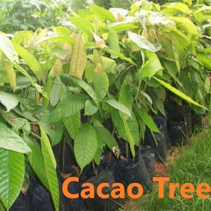 Cacao Tree, Organically grown, Aprox. 18&quot; tall well established tree (See code below for quantity discount)