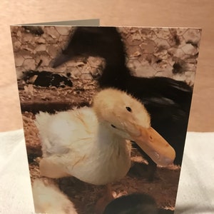 Inquisitive duckling, duckling note card, Pekin duckling notecard, Pekin duck