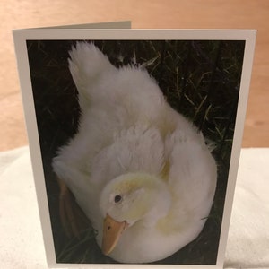 Duckling notecard, Pekin duck notecard, blank notecard