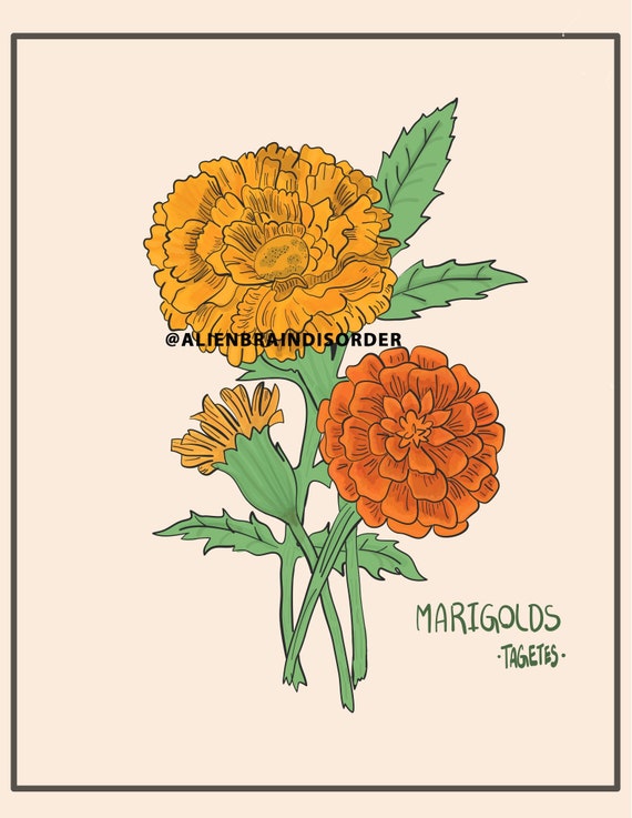 Marigold Botanical Drawing Poster Etsy