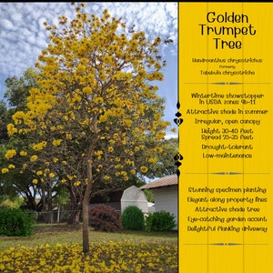 Golden Trumpet Tree-Tabebuia Seeds-Handroanthus chrysotrichus-Tabebuia chrysotricha-Tabebuia Tree-Yellow Trumpet Tree-25 Trumpet Tree Seeds