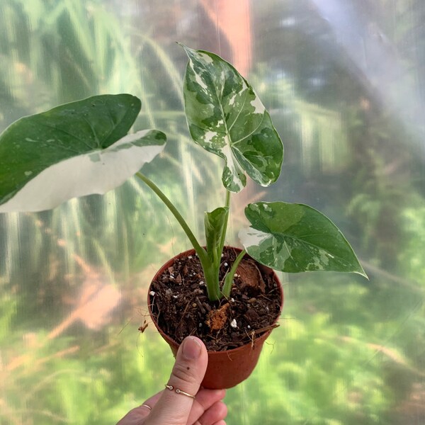 4" Variegated Alocasia Planta Viva - Alocasia Odora Variegata