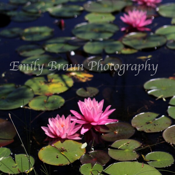 Colección de waterlilies en junio