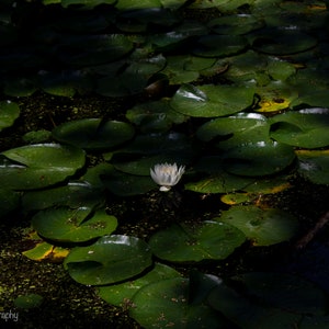White Water Lily