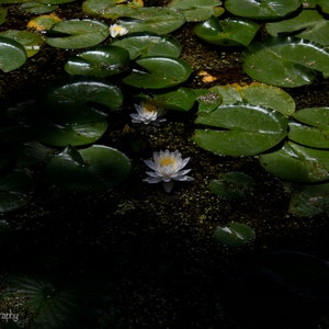 Lirio de agua blanca en un estanque