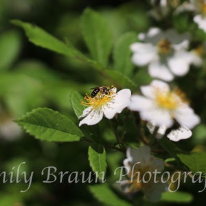 Honey Bee on a Wildflower