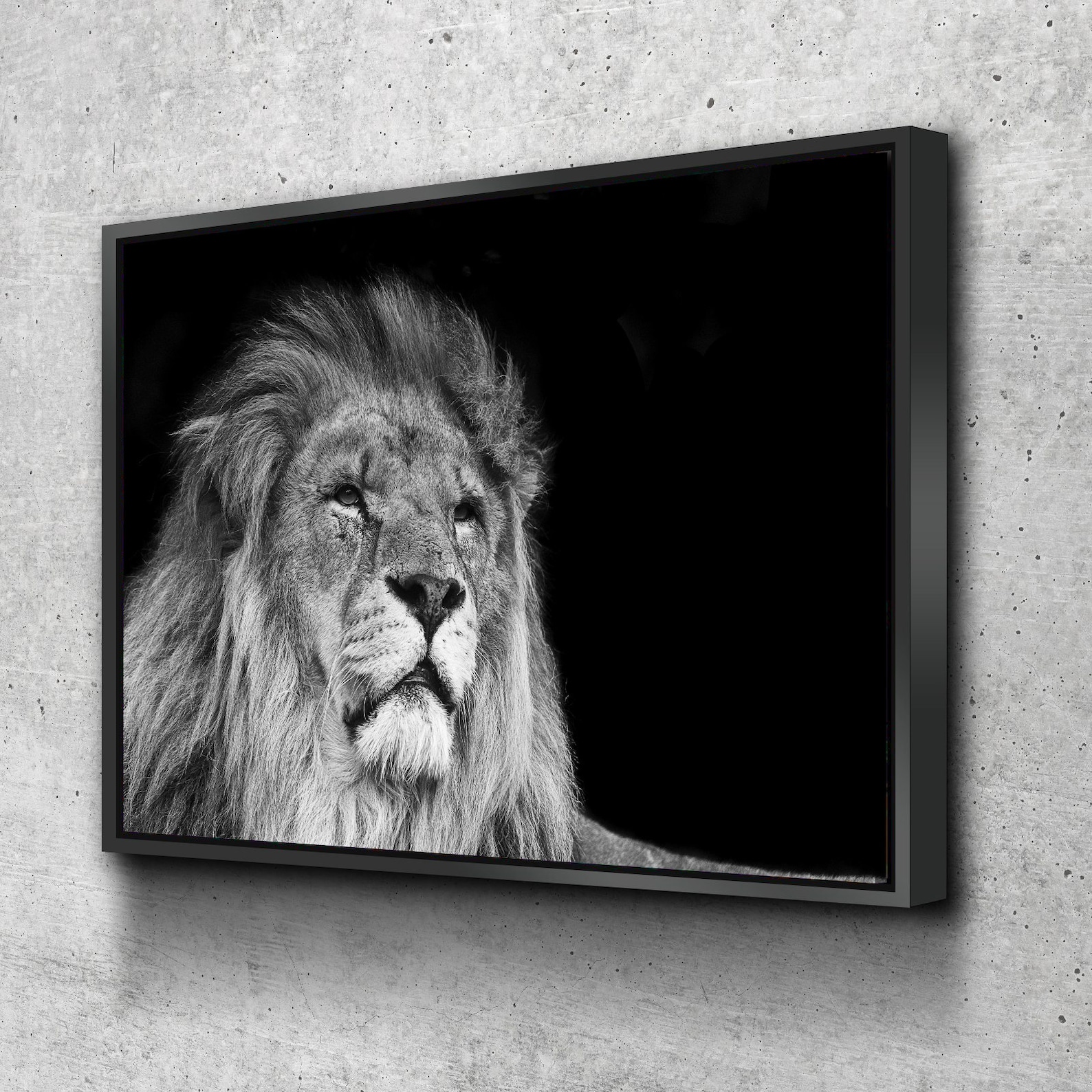 Black And White Lion Lion Canvas Lion Wall Art Lion Canvas Etsy