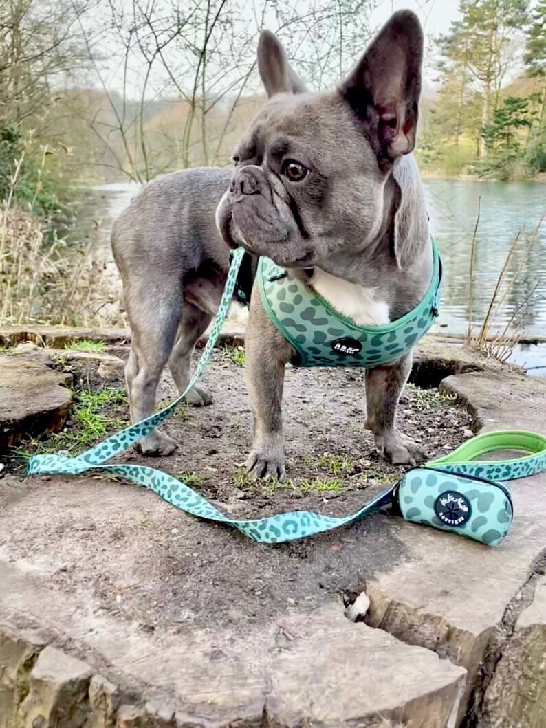 wilderness dog leash