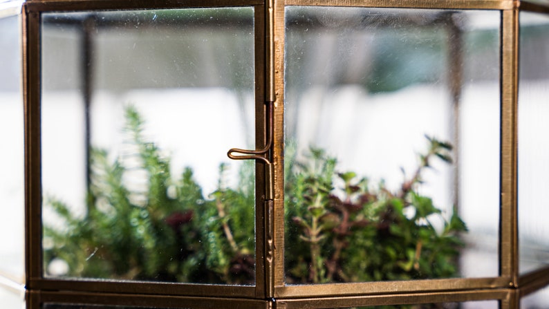 Peut inclure: Un terrarium en verre avec un cadre en laiton et une porte &agrave; charni&egrave;res. Le terrarium est rempli de diverses plantes vertes.