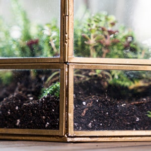 Peut inclure: Un terrarium hexagonal en verre avec un cadre en m&eacute;tal dor&eacute;. Le terrarium est rempli de terre et de petites plantes.