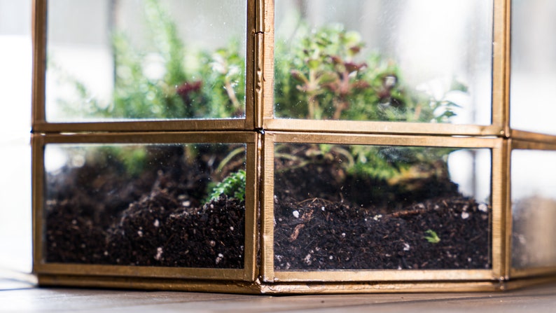 Peut inclure: Un terrarium hexagonal en verre avec un cadre en m&eacute;tal dor&eacute;. Le terrarium est rempli de terre et de petites plantes.