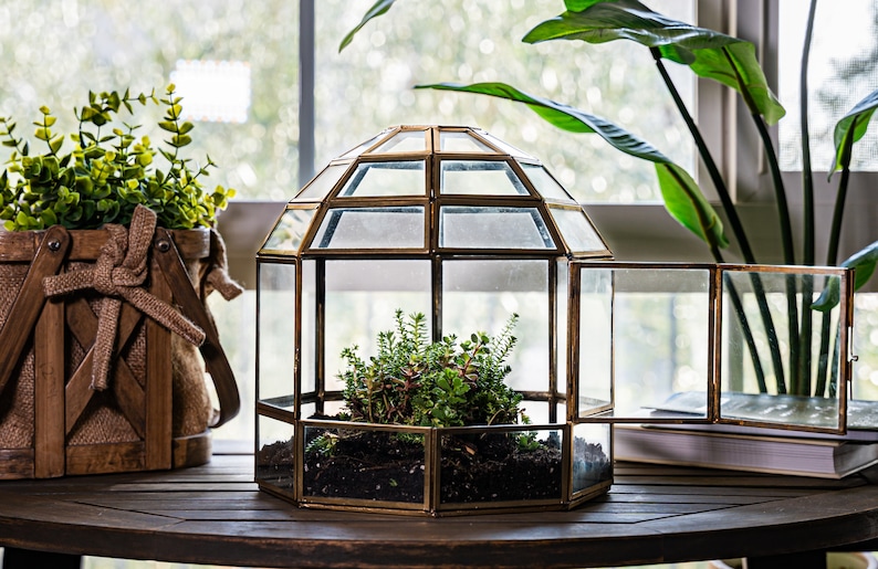 Peut inclure: Un terrarium en verre avec un cadre en m&eacute;tal dor&eacute; et une porte &agrave; charni&egrave;res. Le terrarium est rempli de terre et de petites plantes vertes. Le terrarium est pos&eacute; sur une table en bois.