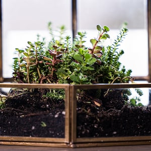 Peut inclure: Un terrarium en verre avec un cadre en laiton, rempli de terre et de diff&eacute;rents types de succulentes vertes.