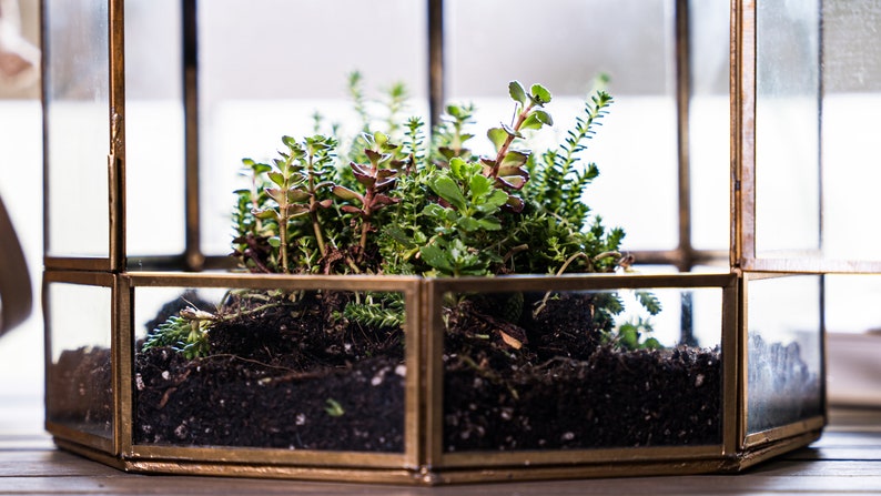 Peut inclure: Un terrarium en verre avec un cadre en laiton, rempli de terre et de diff&eacute;rents types de succulentes vertes.