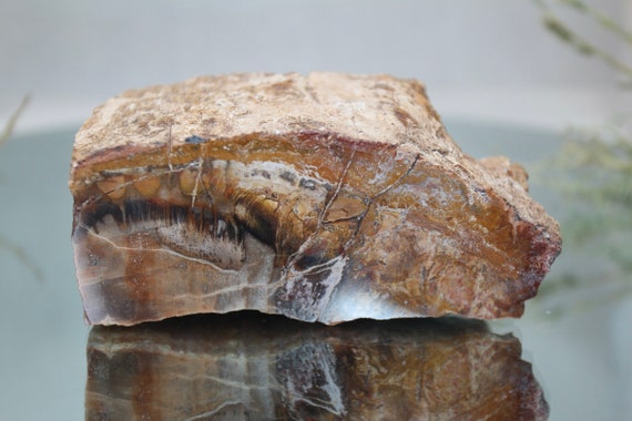 1.36 lb Raw Petrified Wood Semi Polished Freeform , AAA+ Quality 21.8 oz Polished Crystalized Wood Stone