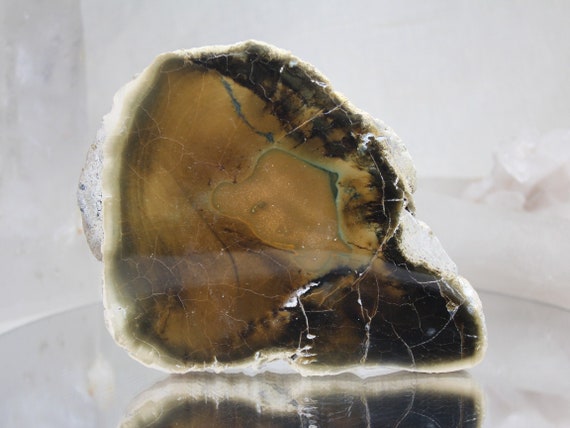 1.68 lb Rare Petrified Wood Slab, Slice of Agatized Wood from Indonesia, AAA Quality, 26.8 oz, Energy Healing, Reiki Charged, Free Shipping