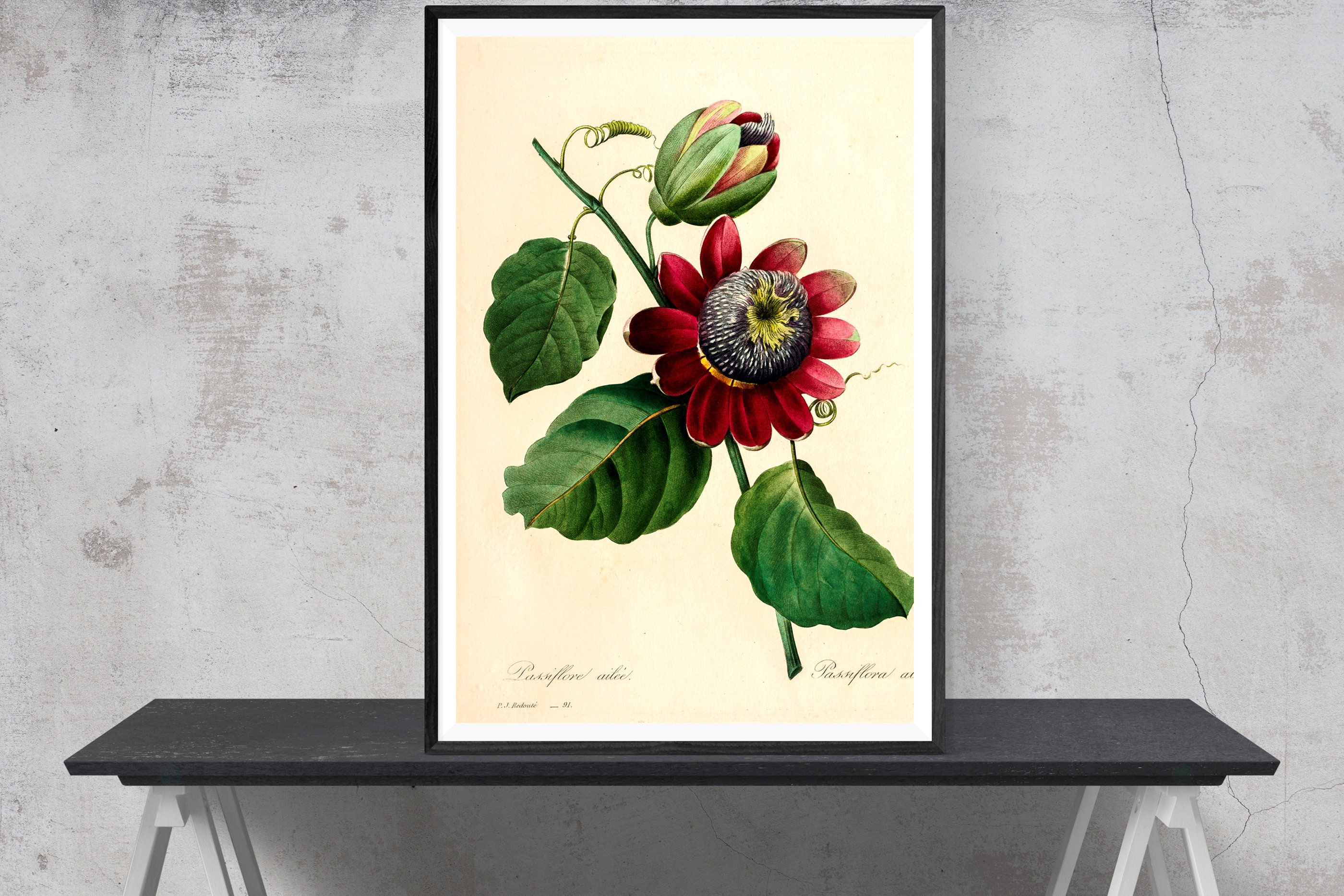 Vintage Botanical Prints | Passion Fruit Flowers | Vintage Artwork