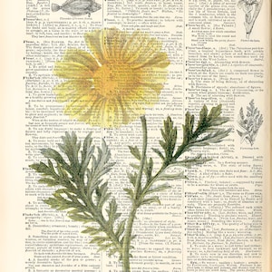 Dictionary Page Artwork, Flower Dictionary Art Print, Printable Dictionary Art, Digital Dictionary Art | Vintage Dictionary Art Print |Daisy