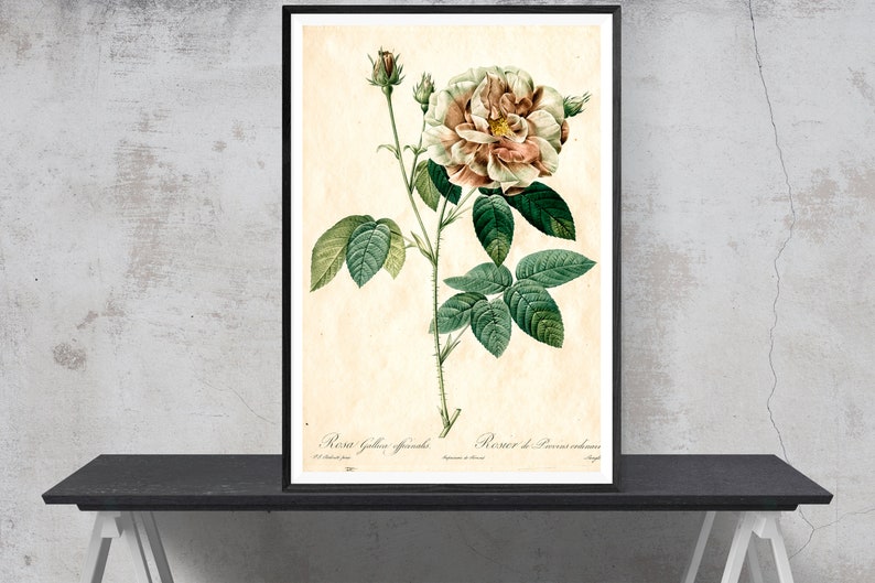 Vintage Botanical Prints Pink Rose Art Print Vintage Flower Print