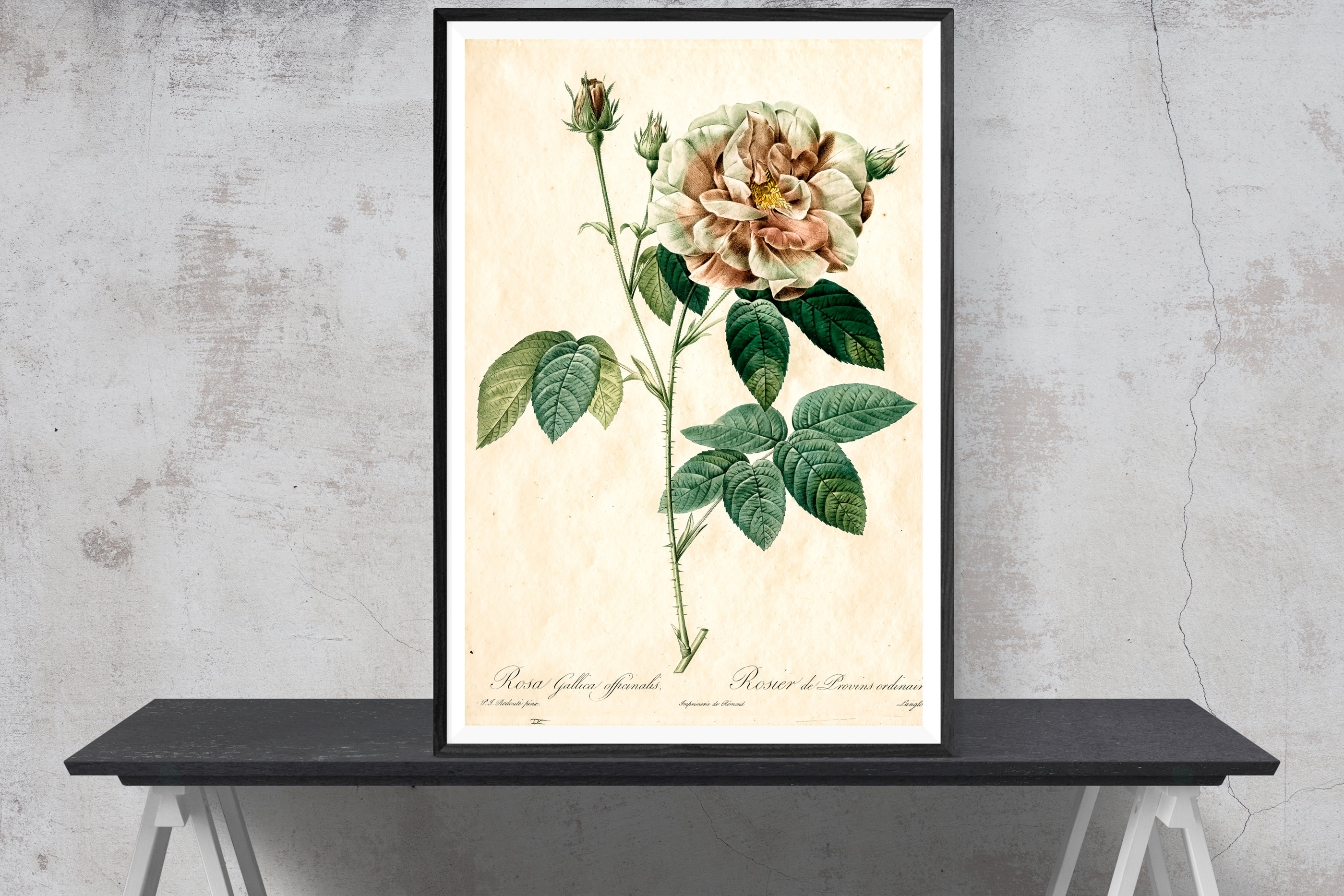 Vintage Botanical Prints Pink Rose Art Print Vintage Flower Print ...