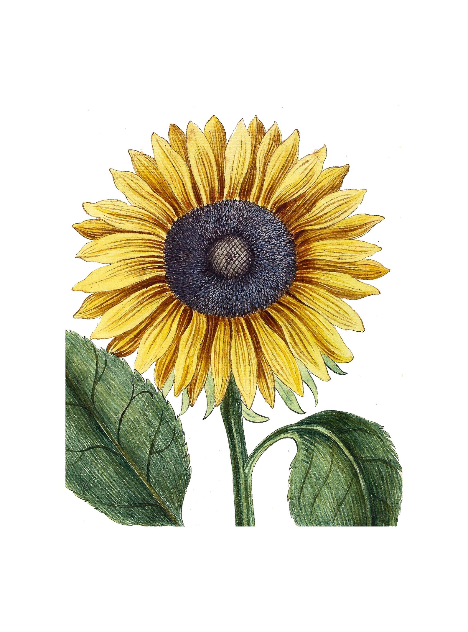 Vintage Botanical Prints Vintage Sunflower Print Vintage Artwork