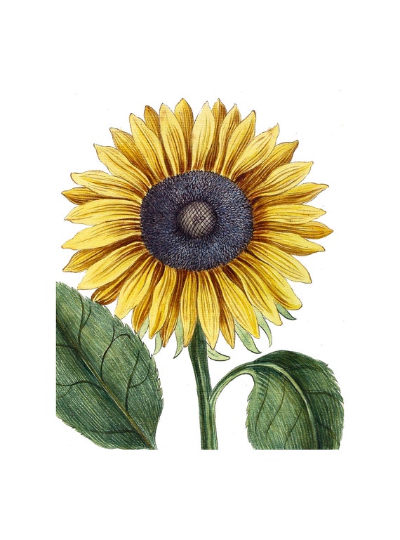 Sunflower Printable Wall Art Sunflower Digital Download JPG and PNG