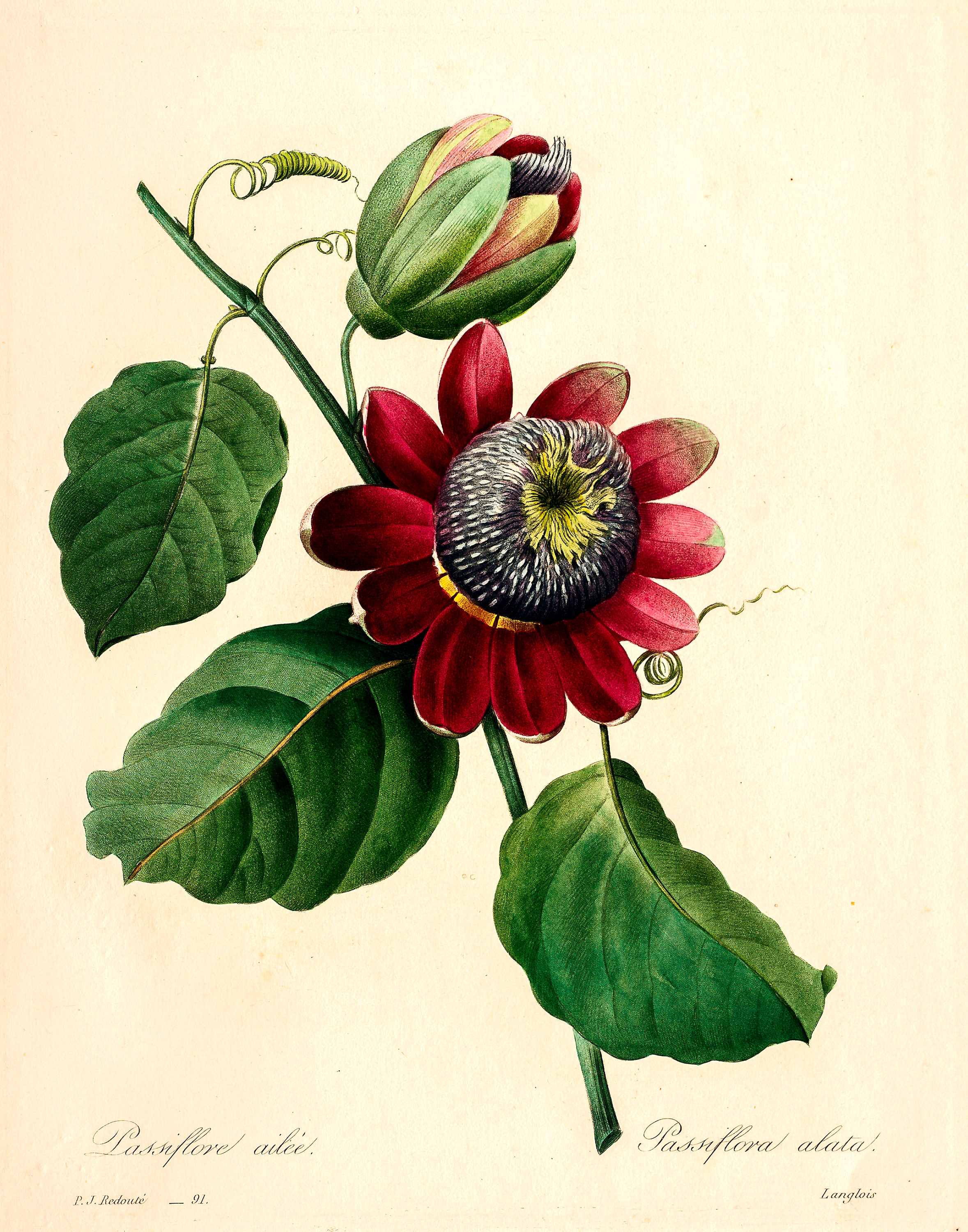 Vintage Botanical Prints | Passion Fruit Flowers | Vintage Artwork