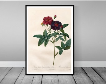 Vintage Botanical Prints | Vintage Flowers | Vintage Artwork | Vintage French Painting | Vintage Flower Print | Public Domain, Antique  Rose