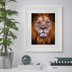 Majestic Male Lion Fine Art Wall Print - Wildlife, Nature, Animals, Africa, Photograph, Portrait, Wall Decor, Art