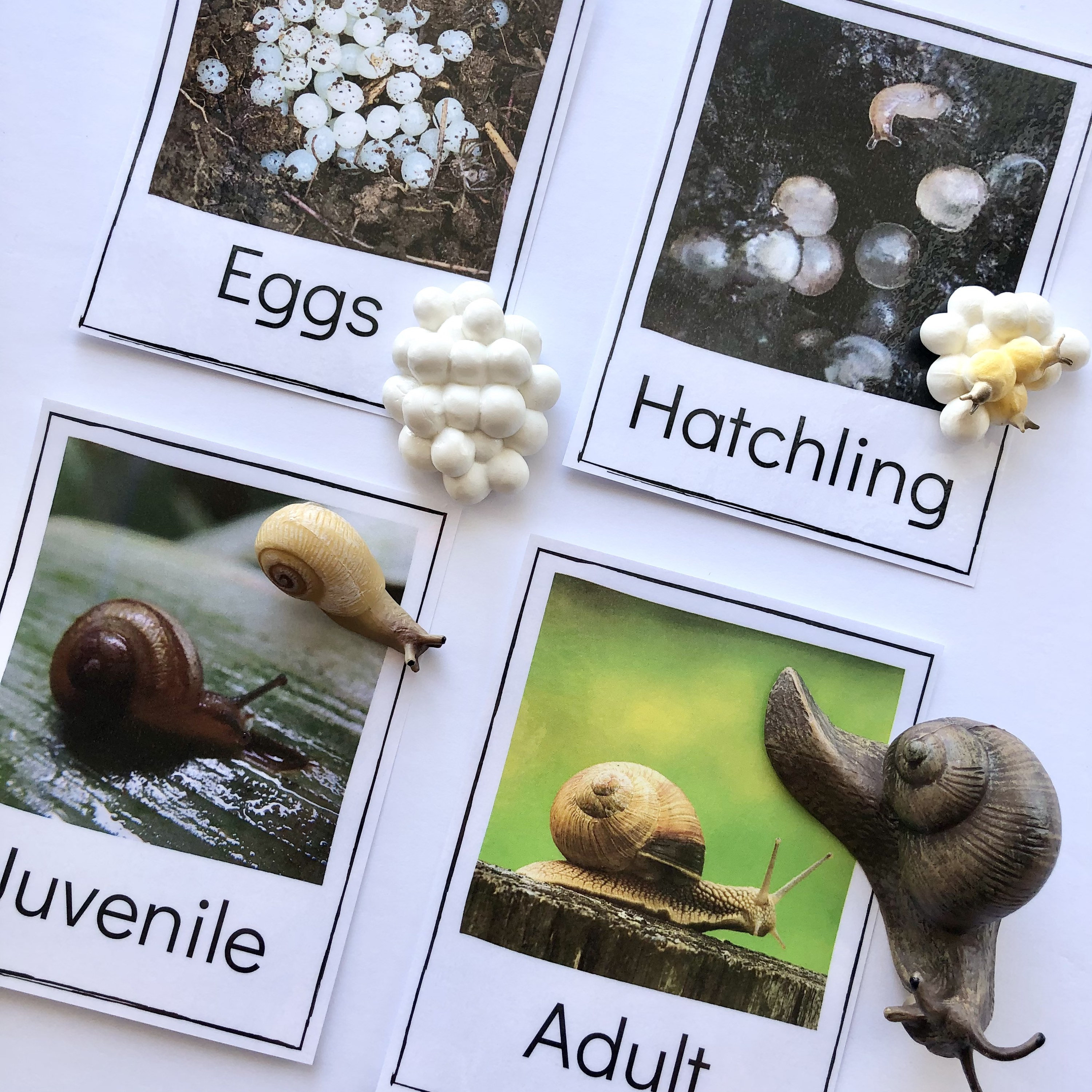 The Life Cycle Of A Snail