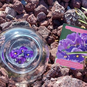 Bloemkaart Divinatie Lezing