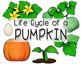 Pumpkin Life Cycle Clipart: Seedling, Sprout, Blossoms (PNG & JPG)