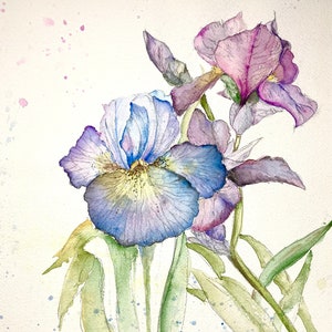 Watercolor Iris, Flower Painting, Minimal, Lavender, Garden Art, Impressionist, Prints, Darcy Brambrink