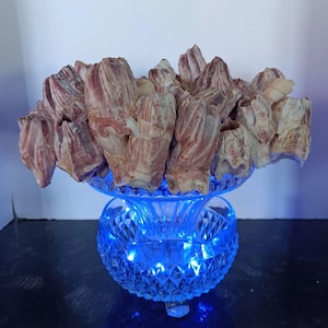 Puede incluir: Un pedestal de vidrio con una luz azul que brilla desde abajo. El pedestal está lleno de un grupo de conchas rosadas y blancas.