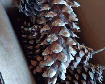 May include: Close-up of several large, brown pine cones with textured scales. The pine cones are in a cardboard box, showcasing their natural, earthy tones. The cones have a light, dusty appearance.